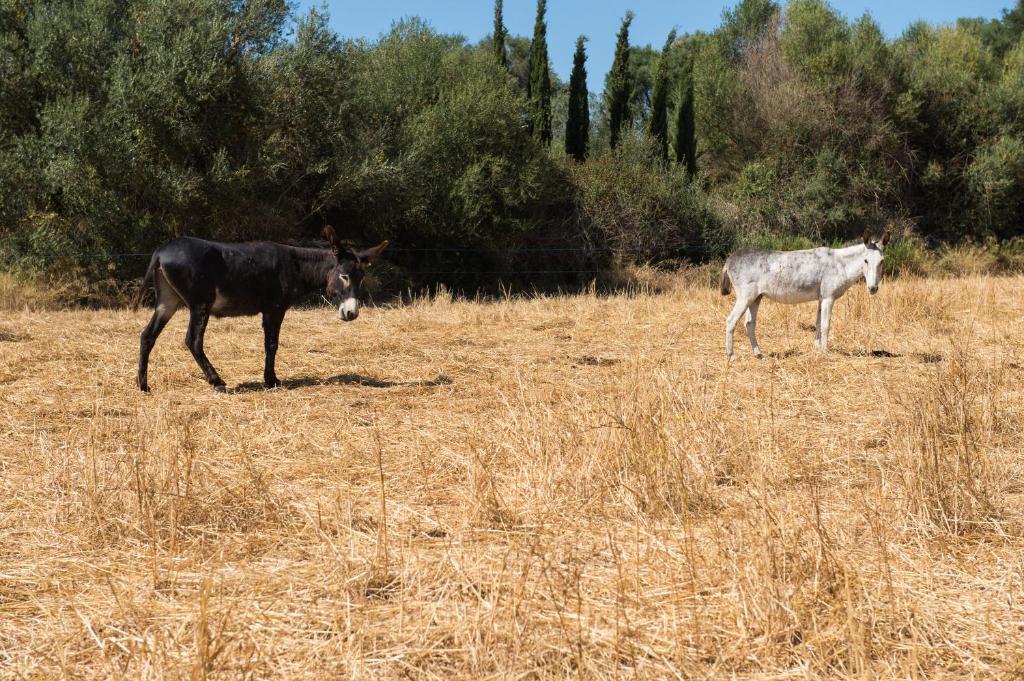 Agroturismo Can Feliu Porreres Luaran gambar
