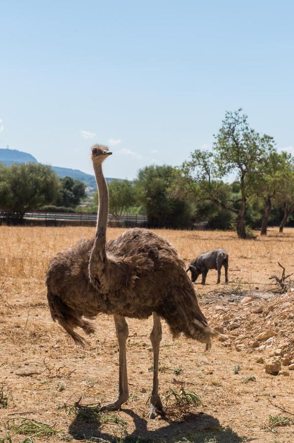Agroturismo Can Feliu Porreres Luaran gambar
