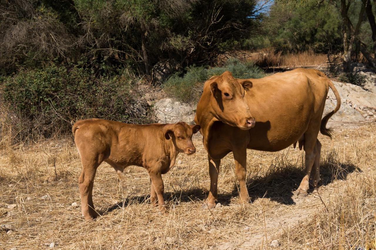 Agroturismo Can Feliu Porreres Luaran gambar